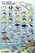 Franko's Hawaiian Islands Reef Creatures Guide by Frank Nielsen
