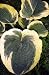 American Halo Hosta - Shade Lover - White Flowers