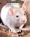 Le Rat