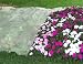 Frost Protek Plant Cover, 5 Feet By 10 Feet, Breathable, Lightweight Polypropylene Fabric