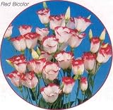 Red Sails Eustoma - Lisianthus 20 Seeds - Annual - FREE SHIPPING ON ADDITIONAL HIRTS SEEDS ORDERED & PAID WITH ONE PAYMENT!