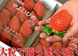 超大粒イチゴやよいひめ（デラックス2パック入り）甘くて酸っぱくないいちご