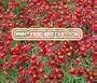 COREOPSIS RED DWARF Coreopsis Tinctoria --- 1,000 Flower Seeds