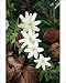 Photographic Prints of Sph-269 Wood Anemone - Four Flowers from Ardea Wildlife Pets