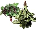 Thai Sweet Basil Fresh 14 Oz