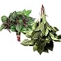 Thai Sweet Basil Fresh 14 Oz