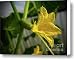 Cucumber In Bloom No.4 Canvas Print / Canvas Art - Artist Kamil Swiatek