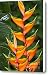 Heliconia bihai Peachy Pink Canvas Print / Canvas Art - Artist Heiko Koehrer-Wagner