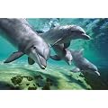 1art1 48977 Delfine - Unter Wasser Poster (91 x 61 cm)