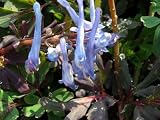 Purple Leaf Bleeding Heart - Corydalis - SHADE - B002872RBS