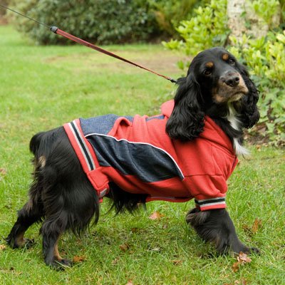 Sport-Sweater rot/blau 50 cm Hundepullover