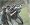 The Art of the Tactical Carbine