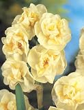 Bridal Crown Daffodil - 10 bulbs