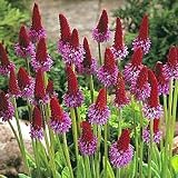 Amazon / Hirts: Perennials; Shade: Orchid Primrose - 4 Plants - Primula vialii - Shade