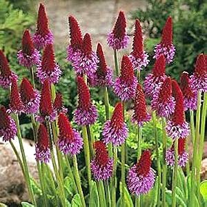 orchid primrose flower for shade
