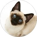 SIAMESE KITTEN/CAT Fridge Magenet