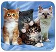 HandStands Kittens Deluxe Antimicrobial Mouse Mat