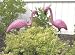 Art Line 4445 Pink Flamingo Lawn Ornament Image