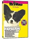 PAPILLON DVD! Includes Dog & Puppy Training Video