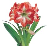 513kwy7BwcL. SL160  Amaryllis Hippeastrum Minerva Flower Bulb 28/30cm
