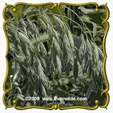 1 Oz Prairie Brome (Bromus kalmii) Bulk Seeds