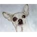 25 Pack Chihuahua Note Cards by Dick Larsen