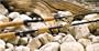 St Croix Triumph Spinning Rod (6', Medium-Light Fast) - TRS60MLF