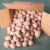 国産 じゃがいも ジャガイモ 馬鈴薯 1箱10kg