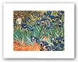 Iris Garden by Vincent van Gogh 10"x8" Art Print Poster