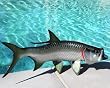 Taxidermy Quality 19" Fiberglass Tarpon Wall Mount