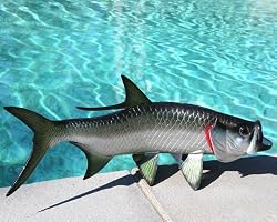 Taxidermy Quality 19" Fiberglass Tarpon Wall Mount