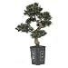 Nearly Natural 4101 Podocarpus Bonsai 36 in