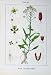 Flowers Sturms 1902 Waid Crucifera Isatis Montana Plant