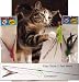 The Da Bird Value Pack (Includes 1 Da Bird Pull Apart Cat Toy & 2 Replacement Feathers)