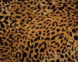 Leopard Hide Fur - 24"W x 19"H - Peel and Stick Wall Decal by Wallmonkeys
