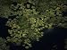 Giant waterlilies punctuate the marsh surface north of Campo Grande Photographic Post...
