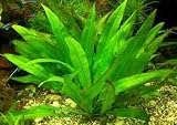 1 lose Pflanze Echinodorus amazonicus, Diskus
