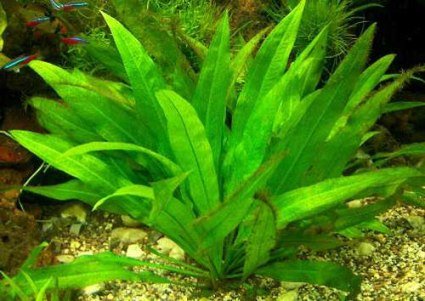 1 lose Pflanze Echinodorus amazonicus, Diskus