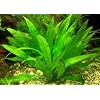 1 lose Pflanze Echinodorus amazonicus, Diskus