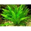 1 lose Pflanze Echinodorus amazonicus, Diskus
