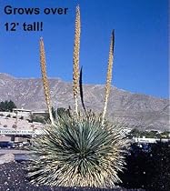 Huge Desert Spoon 10 Seeds-Sotol-Dasylirion - Perennial