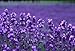 Alteya USDA Organic Bulgarian Lavender Essential Oil 1 Fl Oz/30 mL