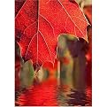 Red Leaf Reflections Gallery Wrapped Canvas - 20x24"