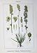 Flowers Sturms 1906 Tofieldia Calyculata Luzula Blasses