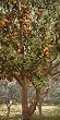 California Orange Tree, ca. 1904 - Exceptional Print of a Vintage Photochrom Image from the Library of Congress Collection