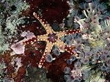 A Starfish Amid a Cluster of Tubeworms Photographic Poster Print by Wolcott Henry, 40x30