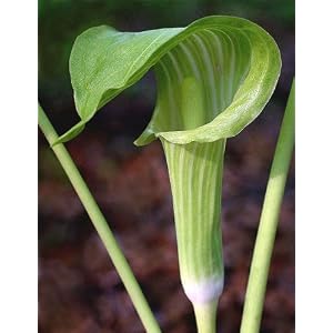 Jack in the Pulpit flowers for shade