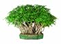 Brussel's Hawaiian Umbrella Tree Bonsai
