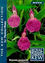 Orchid Ginger 10 Seeds - Roscoea