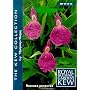 Orchid Ginger 10 Seeds - Roscoea